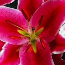 Lilium 'Starlight Express', Lily 'Starlight Express', Oriental Lily 'Starlight Express'', Oriental Lilies, Pink Lilies, Fragrant lilies, Lily flower, Lily Flower